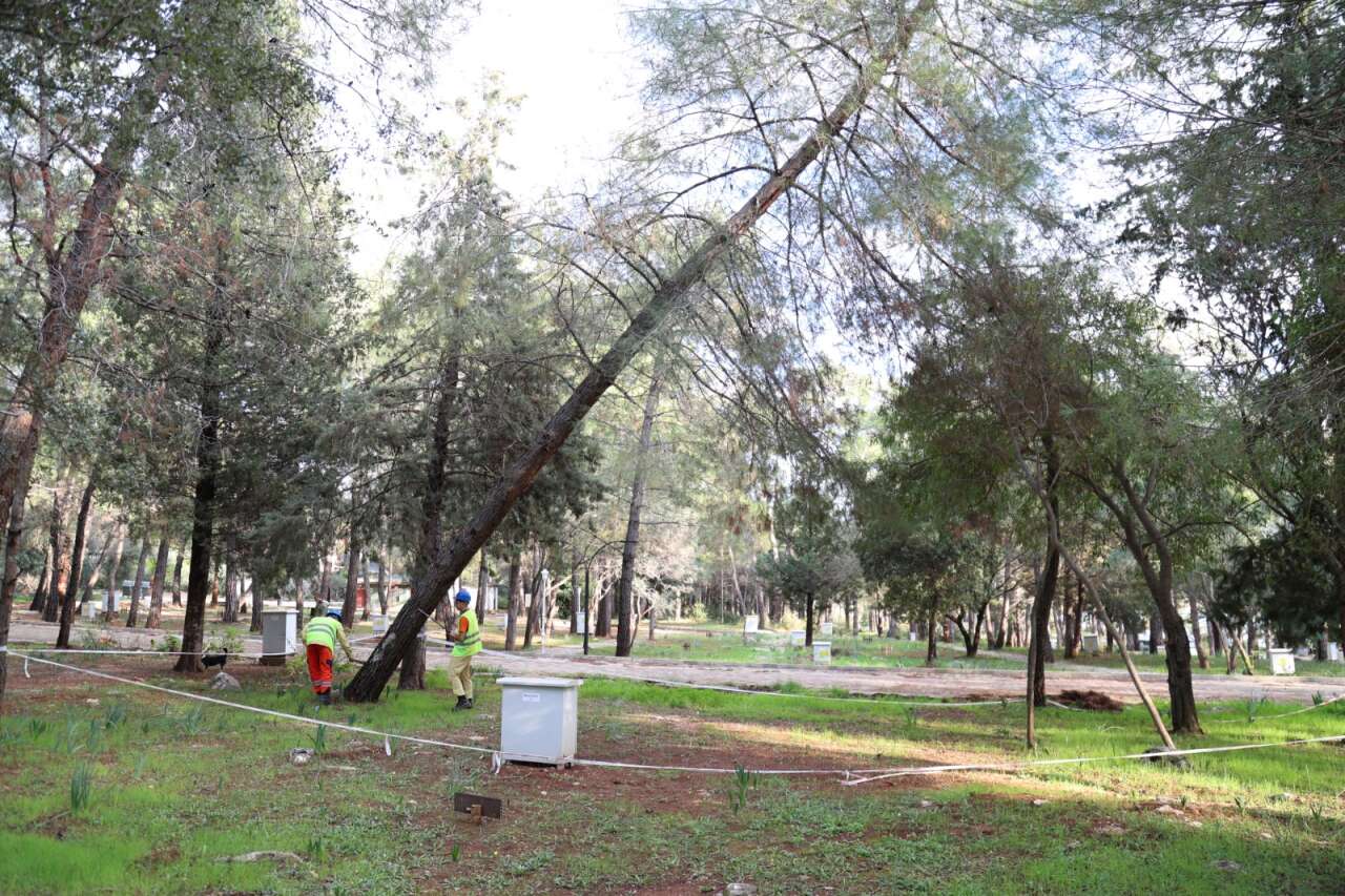 Akyaka Orman Kampı’nda 41 Ağaç Kesilecek: Orman Bölge Müdürlüğü’nden Açıklama 2